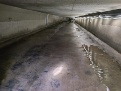 而稳定生态系统的慢生树